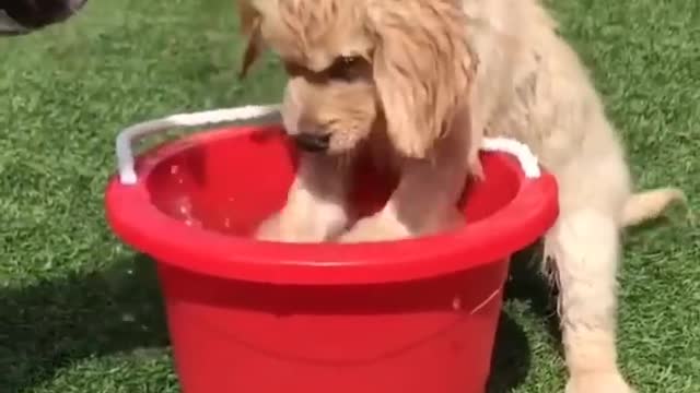 Baby Dogs -Funniest and Cutest Labrador Puppies Best Funny Animal Videos viral Part 51
