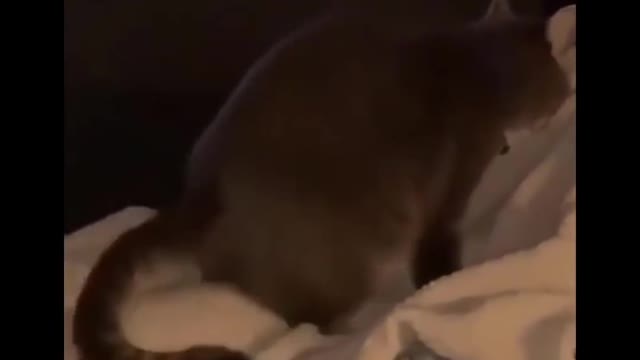 Funniest Animals 🐧 - Best Of The 2020 Funny Animal Videos 😁 - Cutest Animals Ever #13