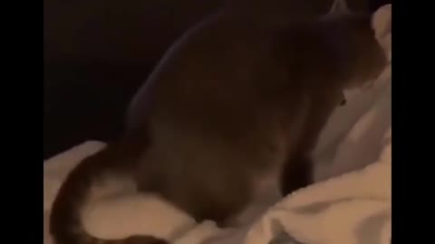 Funniest Animals 🐧 - Best Of The 2020 Funny Animal Videos 😁 - Cutest Animals Ever #13