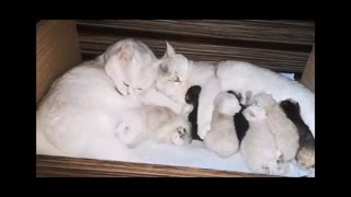 Caring mother of kittens 2