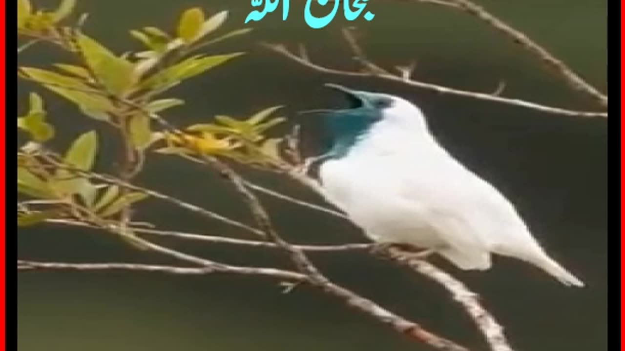 Wonder bird #birds #birds produces every 8th sound.#smokebird #bird