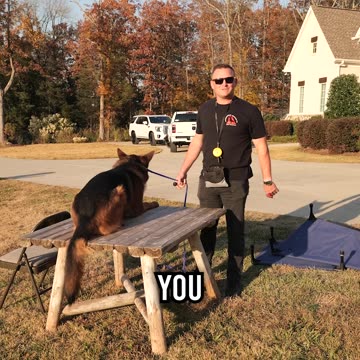 How to Get Your Dog to Jump Up