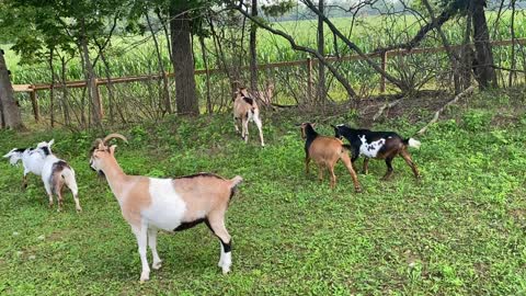 Goats Meet White-tailed Fawns 07.2021