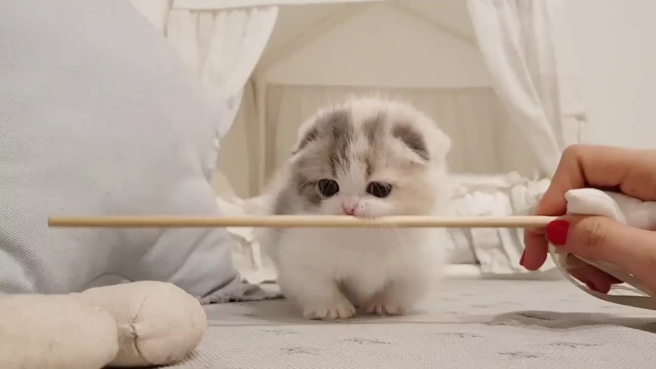 cute kitten videos with short leg