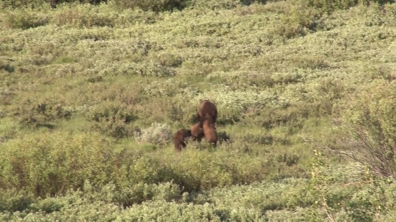 Grizzly Cubs Wrestle and Play in a Field