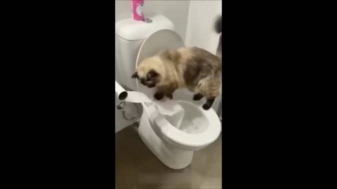 Funny cats part 5