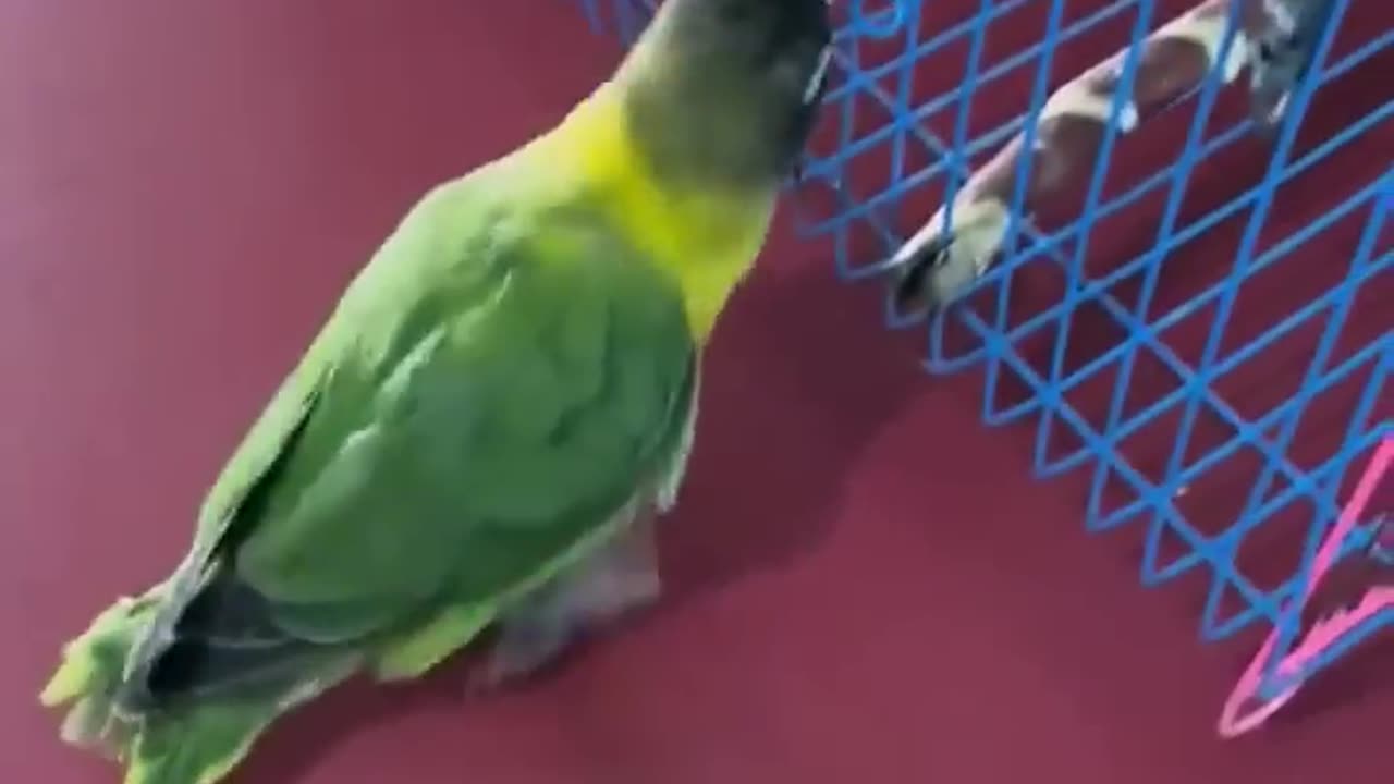 Smart parrot play