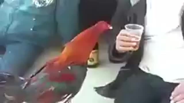 Rooster drinking beer, gallo tomando cerveza