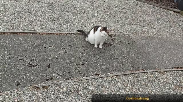Beautiful Cat