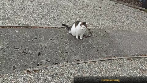 Beautiful Cat