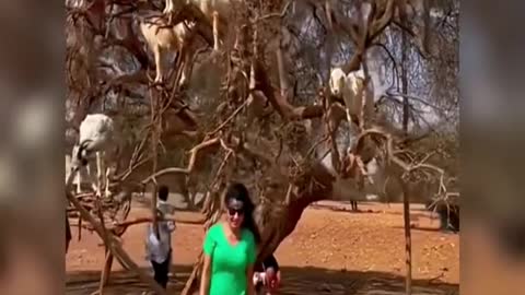 I'm going to buy a goat tree