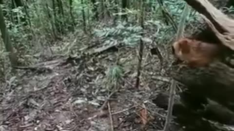 Flying squirrels