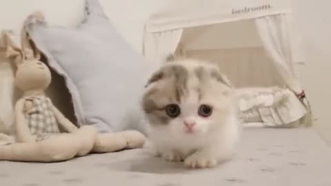 Cute kitten videos #shorts #funnymemes