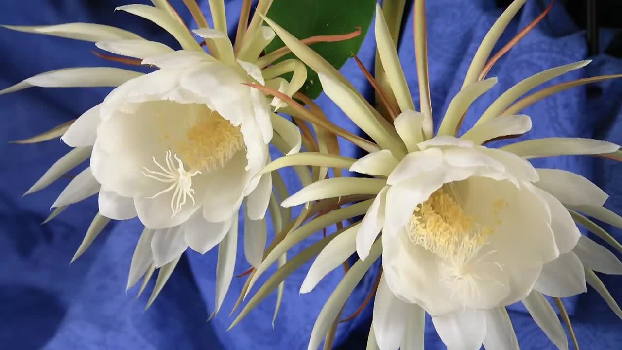 Epiphyllum Timelapse 10.29.10 Night Blooming Cereus