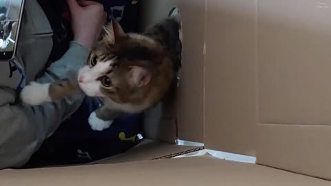 I went into the box and the cat's reaction was unexpected