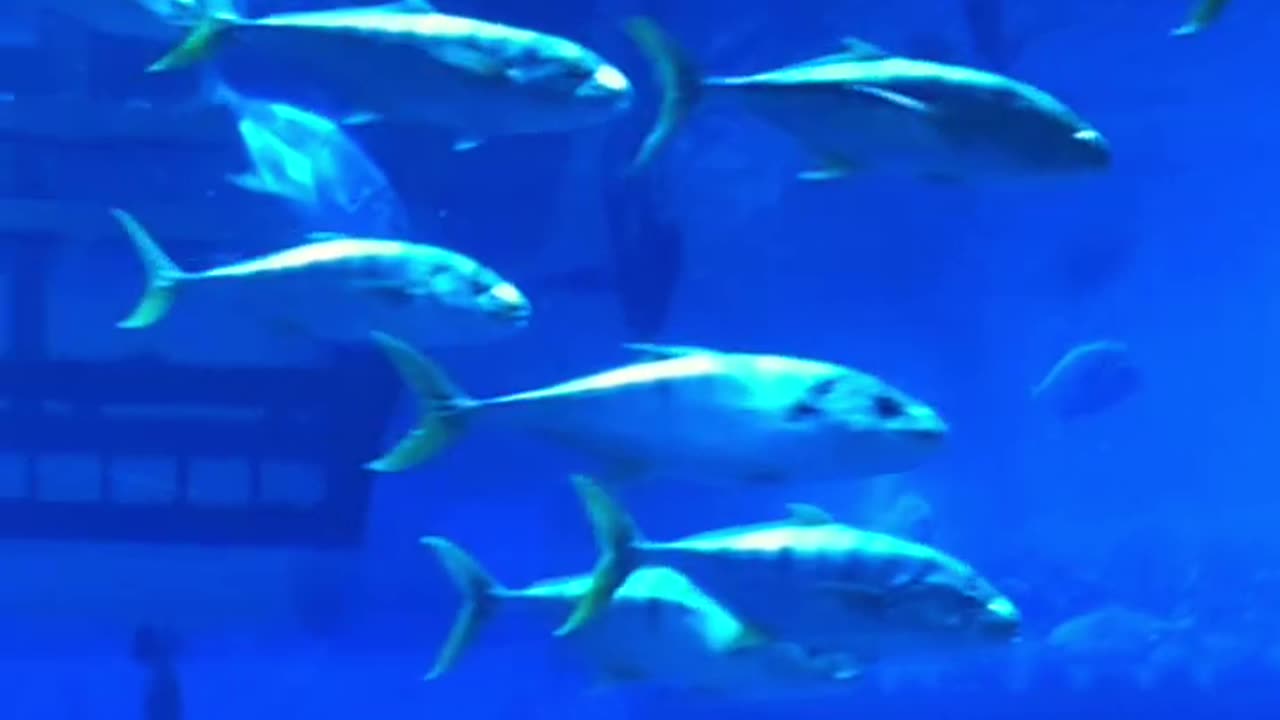 AQUARIUM IN DUBAI | LARGEST AQUARIUM IN THE WORLD IN DUBAI