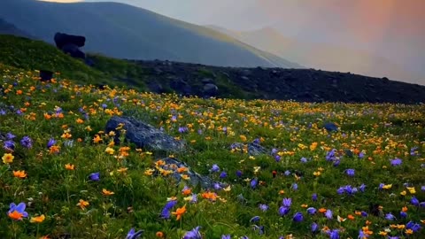 Wildflower