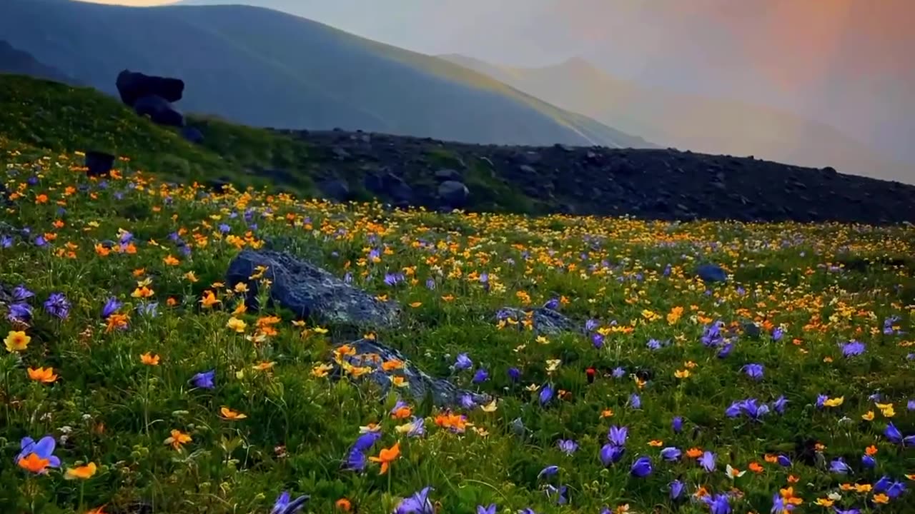Wildflower