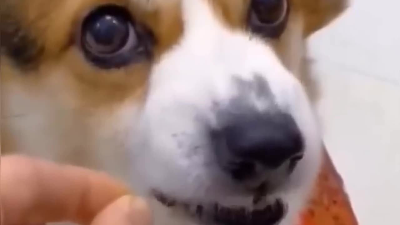 New Funny Videos 2023 😍 Cutest Cats and Dogs 🐱🐶 Part 9