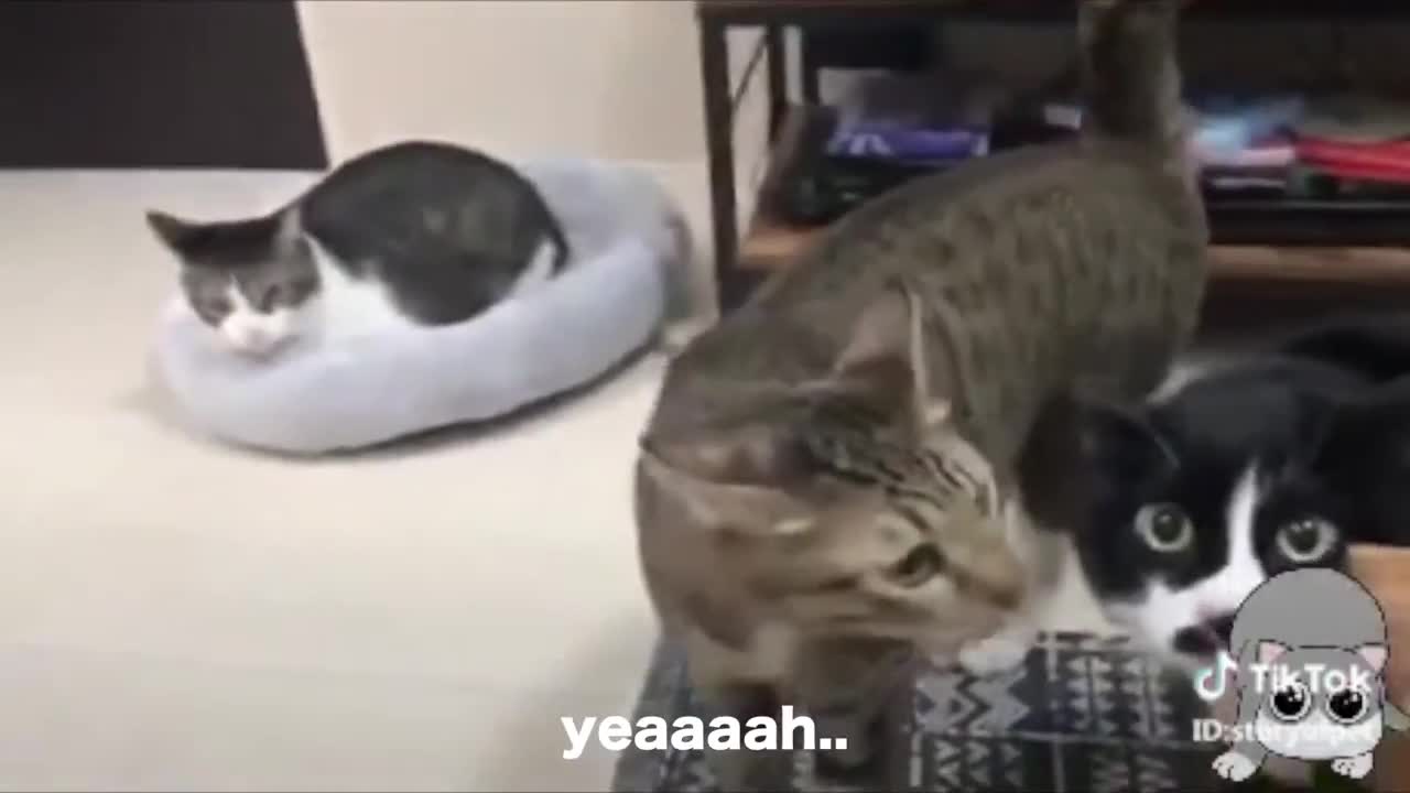 Funny Cats Talking Speaking English Better Than Humans