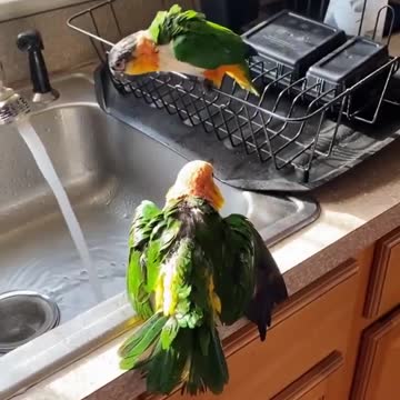 Parrot tells owner he's ready to take a bath