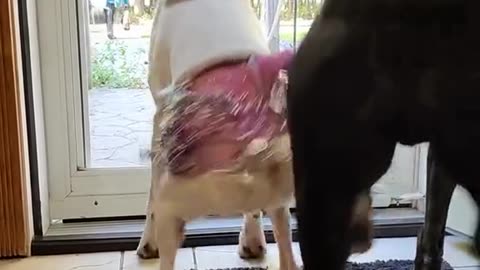 Arabic dance of animals😆😁