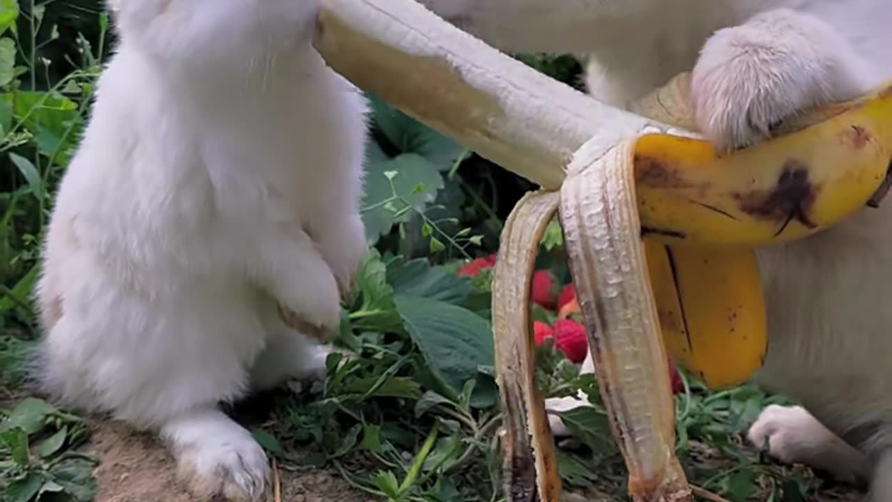 What is the name of these animals?