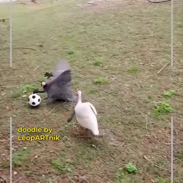 Animals That Are Smarter Than You Think!