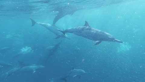 beauty full dolphin fish inside a water with baby fishes