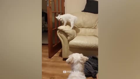 Funny Pet Reaction | Purr Purr