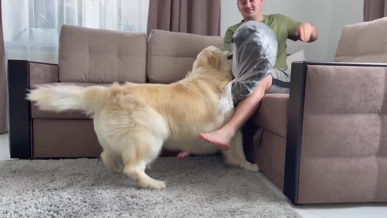 Golden Retriever doesn't want to wait for me to unpack his New Bed