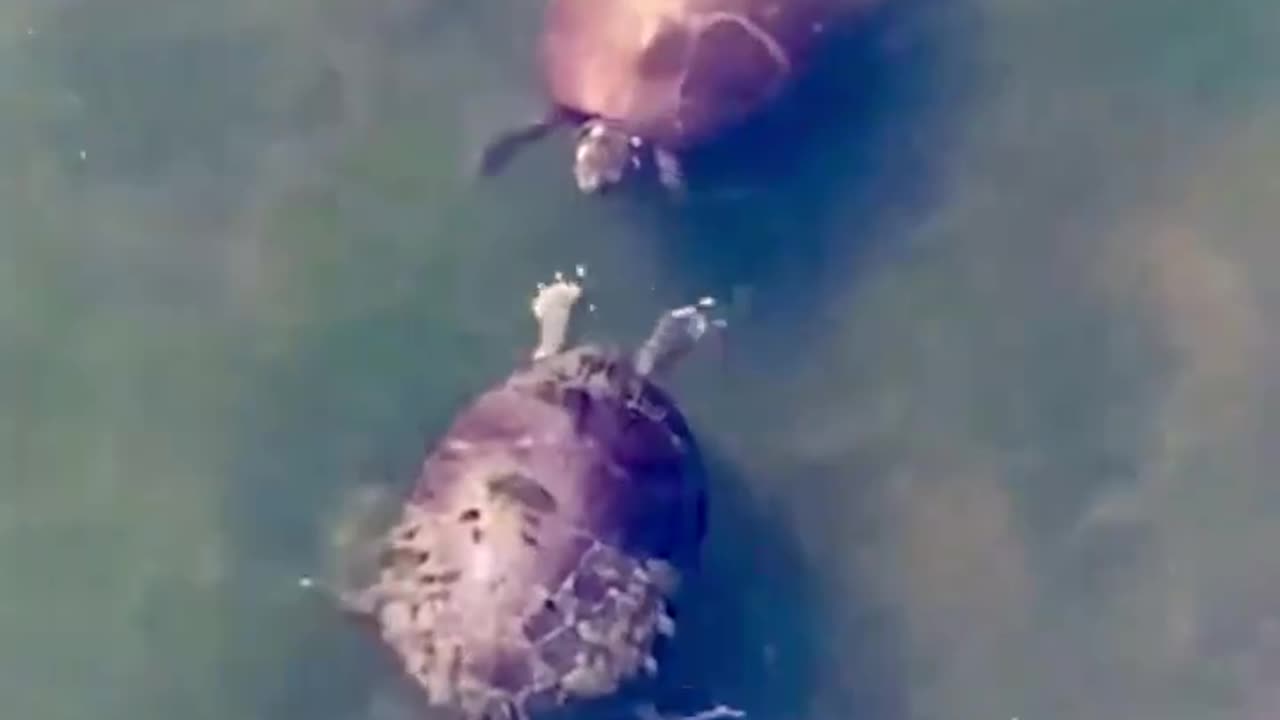 Male Courting Female Turtle