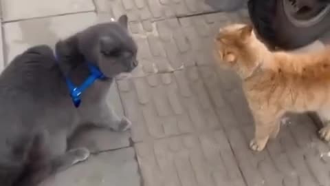 Two cats looking at each other with anger