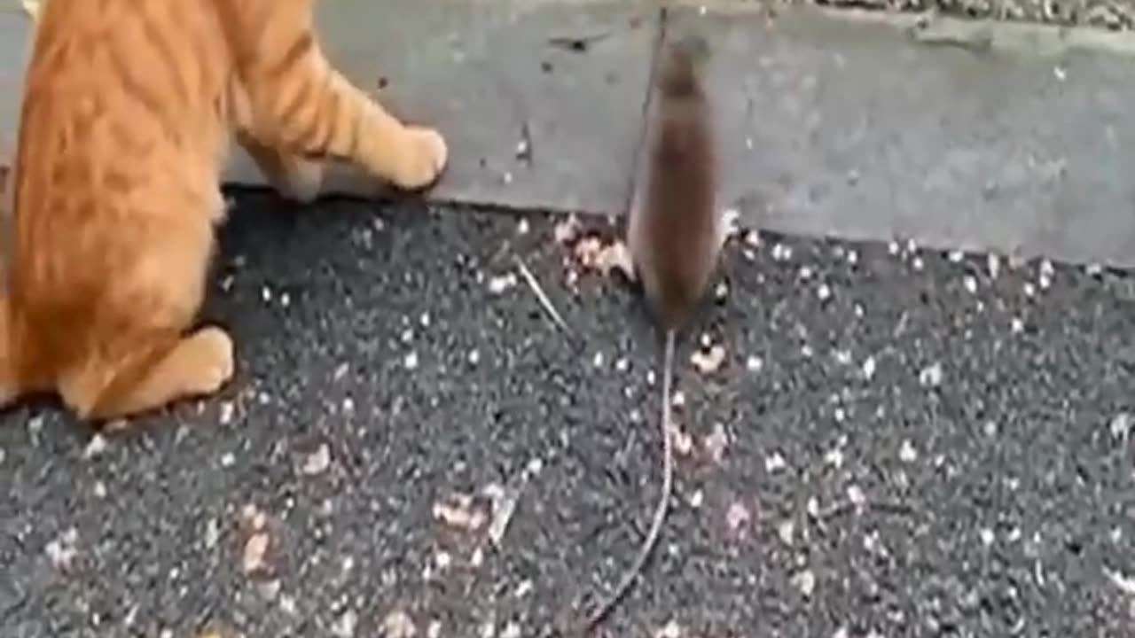 Cat & mouse fight