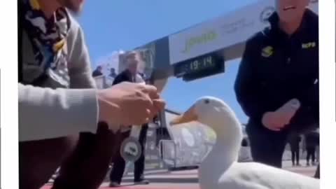 Marathon Duck