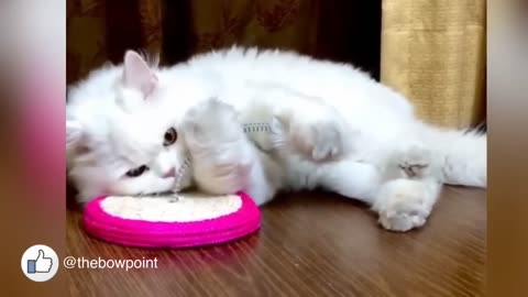 Cat love his mouse spring toy