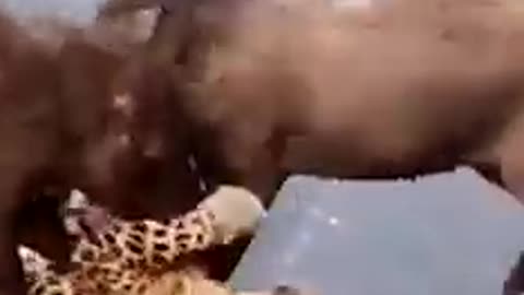 A wild boar bites a tiger