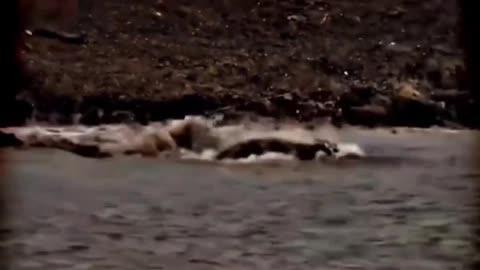 This tiger video You need to Watch.