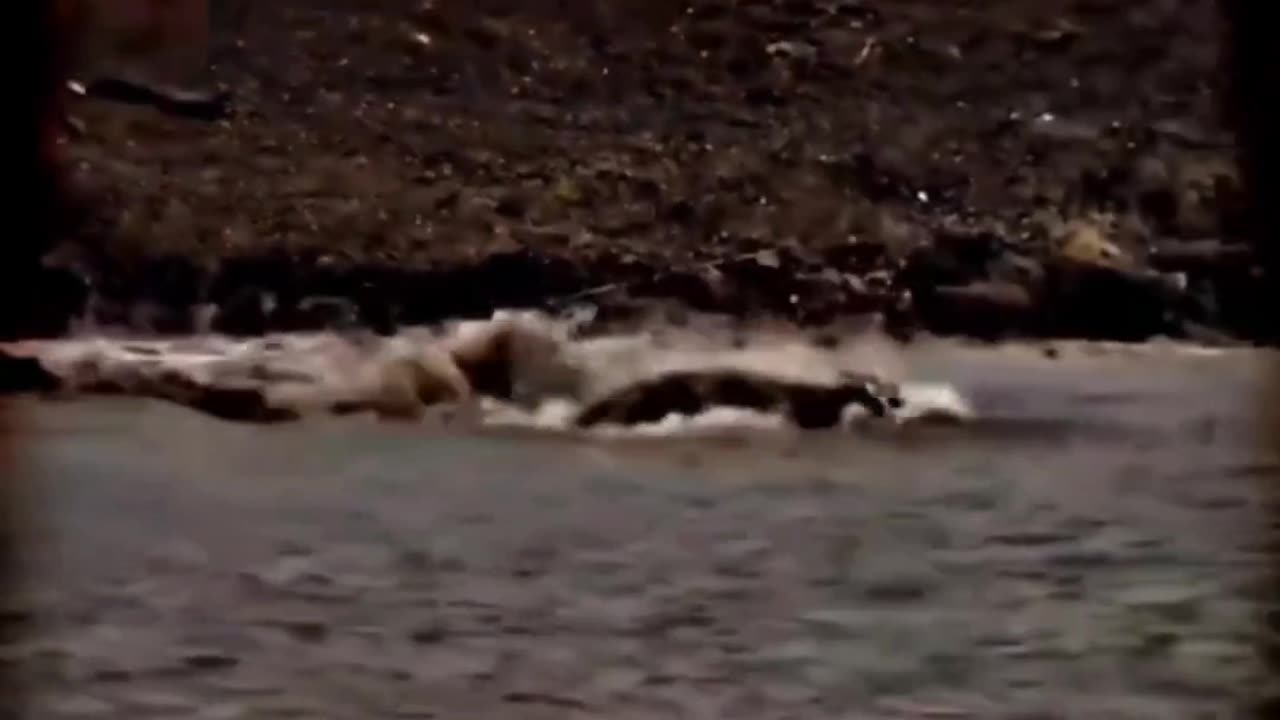 This tiger video You need to Watch.
