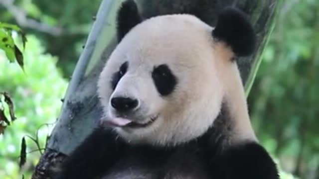 This panda has a long tongue