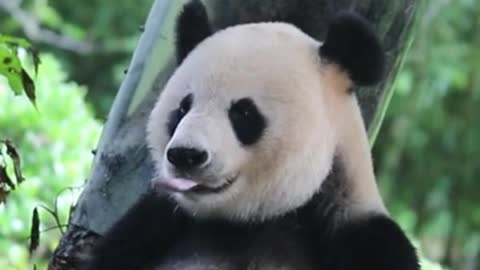 This panda has a long tongue