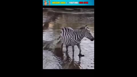 Eagle 🦅 attack #wildanimals #animals #eagle zebra66993