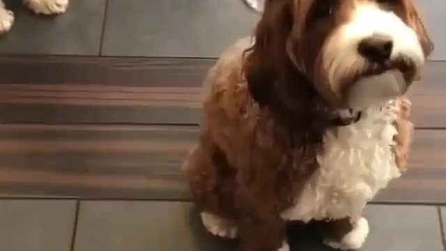 My favorite is puppy dog,
