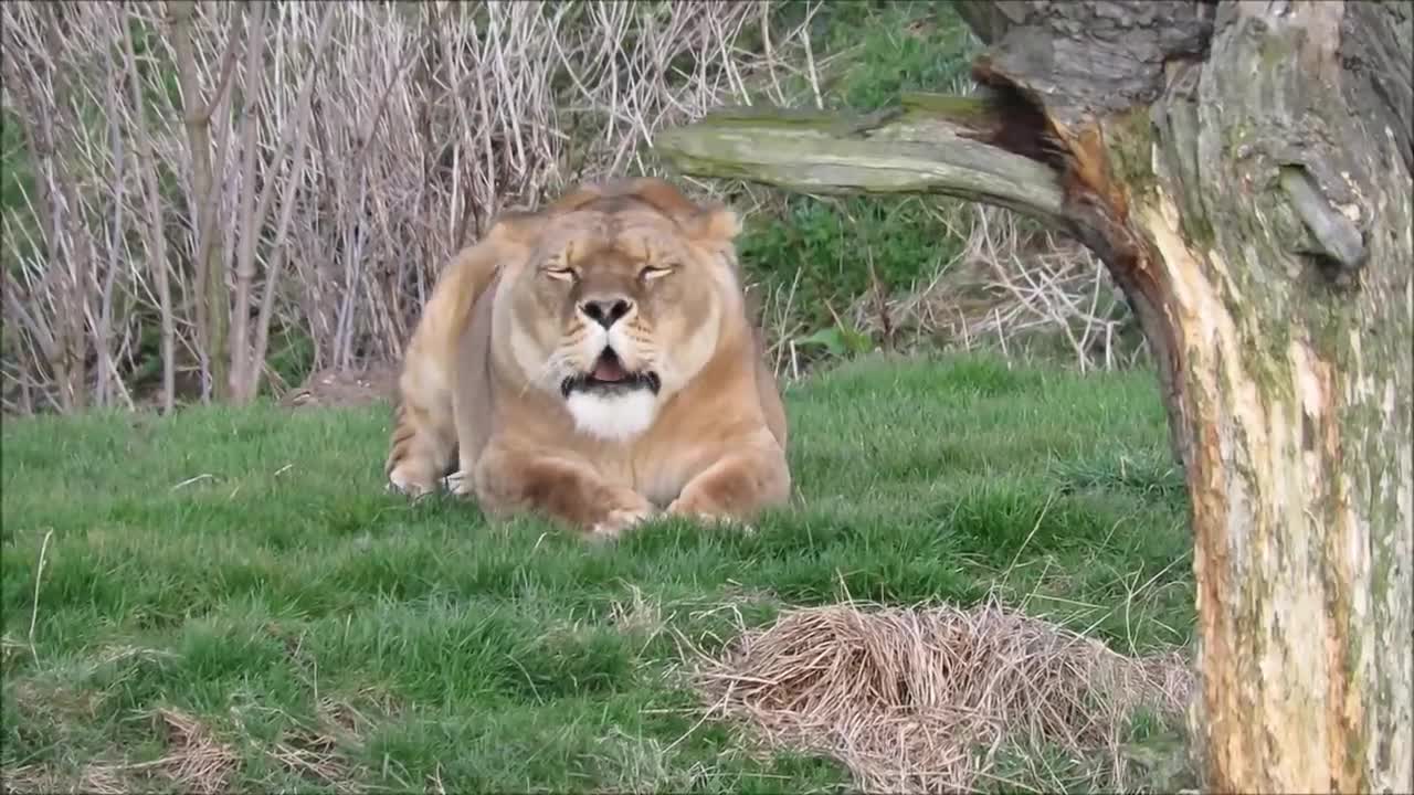 Lions Roaring Compilation