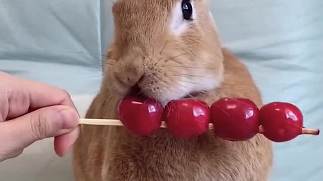 Baby Rabbit Eats Cherries