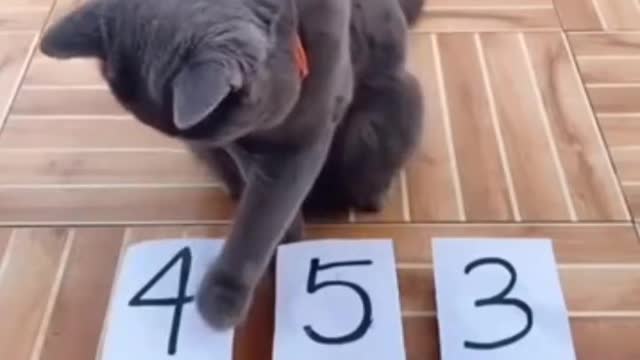 Cat IQ level testing