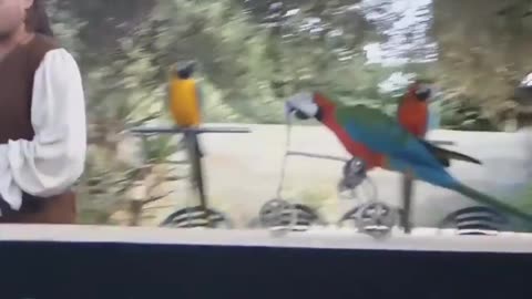 FUNNY PARROTS || Funny BIRDS Compilation Videos