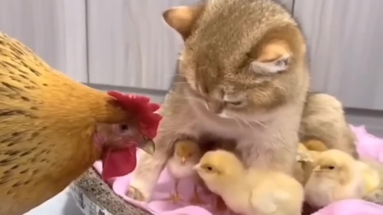 some strange animals