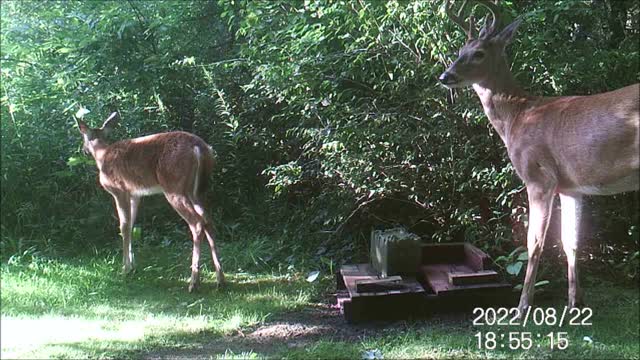 Backyard Trail Cam - Buck and Doe at Salt Block