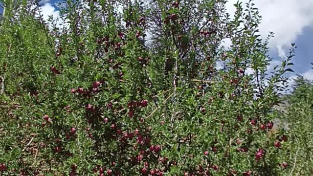 Kinnauri Apples Himachal Pradesh India